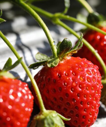 Fraisiers : les tailler maintenant en mars pour doubler la récolte cet été