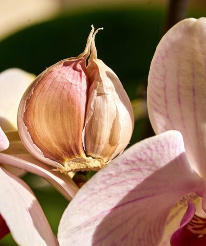 L'astuce de la gousse d'ail dans l'orchidée : miracle ou intox ? La vérité à J+7