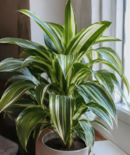 Plante aux feuilles vertes rayees posee pres d'une fenetre