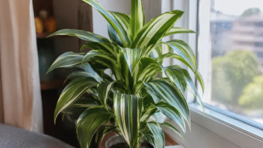 Plante aux feuilles vertes rayees posee pres d'une fenetre
