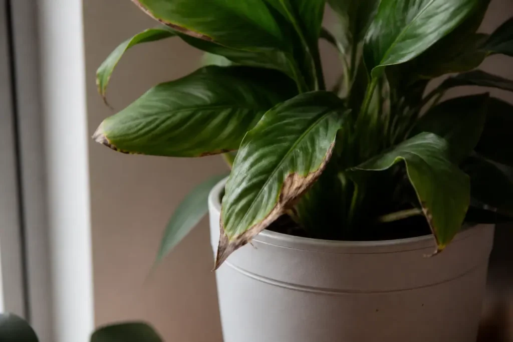 Plante verte en pot, taches brunes sur les bords